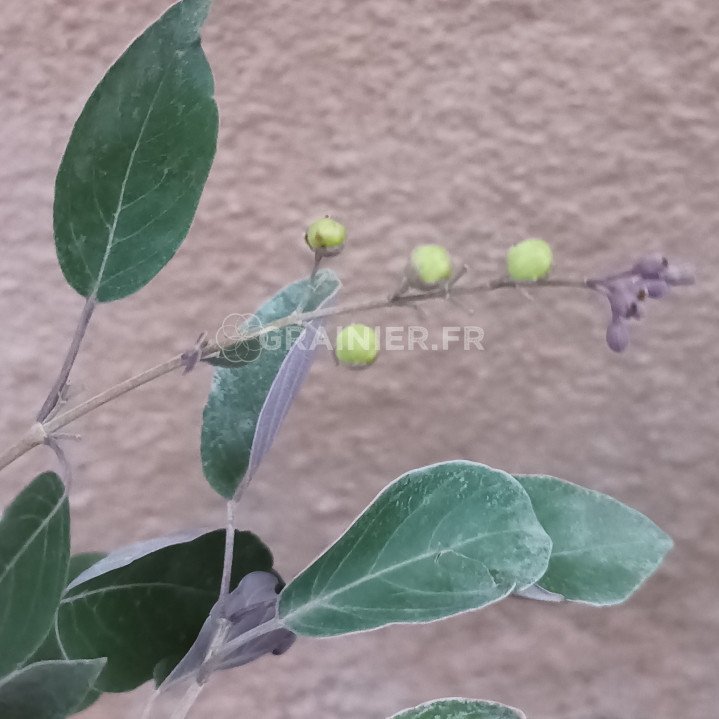 Lilas d'Arabie pourpre, Vitex trifolia Purpurea image